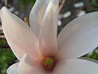 Magnolia Soulangeana (fam Magnoliacees) (Photo F. Mrugala) (6)